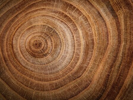 Stump of oak tree felled - section of the trunk with annual rings. Slice old oak wood. A cross-section of an old tree trunk with growth rings on it. Background on the theme of woodworking, carpentry, and crafts.