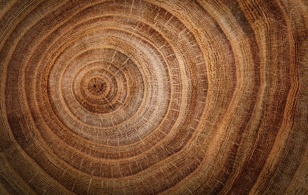 Stump of oak tree felled - section of the trunk with annual rings. Slice old oak wood. A cross-section of an old tree trunk with growth rings on it. Background on the theme of woodworking, carpentry, and crafts.